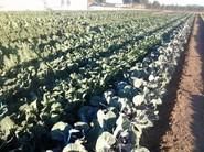 Otra perspectiva de los campos de cultivo de invierno de Rijk Zwaan.