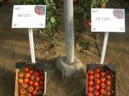 TR 1223 F1 y TR 1209 F1