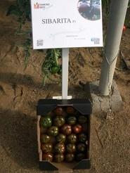 Sibarita F1