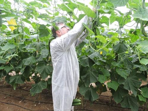 Alberto Domingo, de Rijk Zwaan, enseñando un fruto de las variedades que se han podido ver en diversos invernaderos