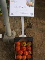 Seneca F1