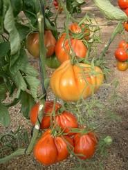 Tomate tipo corazón de buey