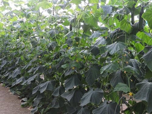 La hoja y planta oscura es ventajoso para el fruto su calidad final