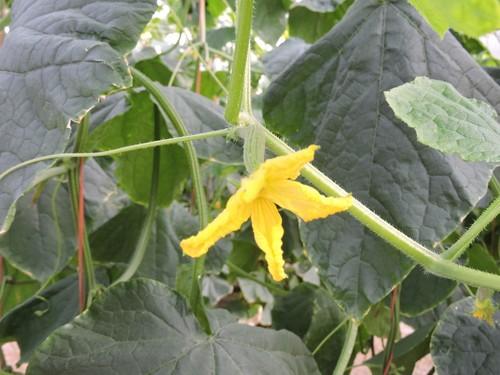 Frutos comenzando a crecer