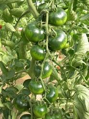 Plantas de gran producción