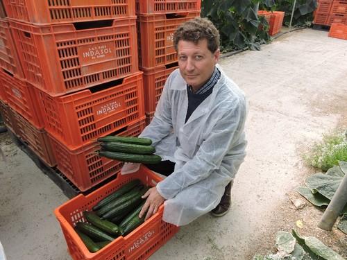 José Luis Ruipérez, de Rijk Zwaan, mostrando los frutos del número 24-261 RZ