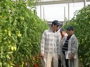 Muchos interesados en los diferentes tomates