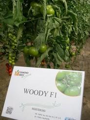 Woody F1