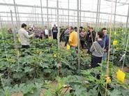 Jornadas de calabacín Cassandra, de Syngenta