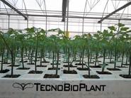 Jornada de Puertas Abiertas de Semillero Tecnobioplant de El Ejido
