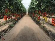 Seminis presenta su nuevo tomate ramo Laujar, el primer tomate de la campaña