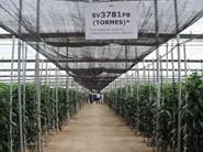 Seminis presenta sus nuevas variedades de pepino Almería y pimiento California amarillo