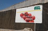 Jornada de Campo de Semillas Fitó para mostrar su tomate Ateneo