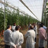 Nunhems presenta su nuevo cherry, Sintonía F1, y el resto de novedades en tomate