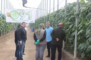 Seminis muestra su exitoso pepino tardío 091 en una finca de San Agustín