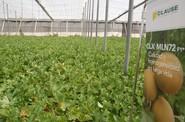 HM Clause muestra su melón galia CLX MLN72 F1* en unas jornadas de campo