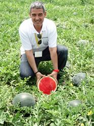 Presentación de CLX3062 F1, nueva sandía sin pepitas de Clause Vegetable Seeds