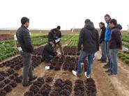 Jornadas de cultivo de hoja de Rijk Zwaan en Cartagena