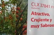 Jornada de campo de HM. Clause para mostrar su tomate cherry Saborini