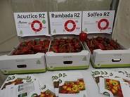 Rijk Zwaan organiza una jornada de campo para mostrar sus variedades de pimiento California tardío