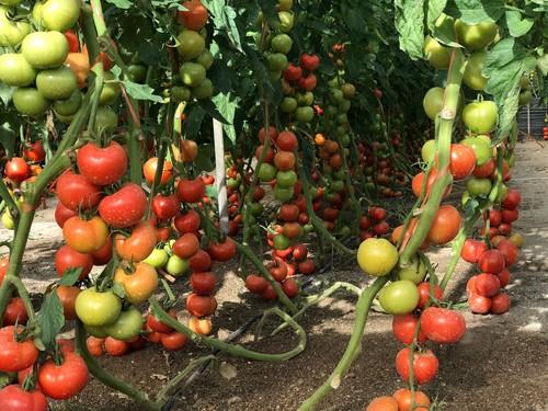 Hazera España da a conocer su variedad de tomate rama Sotomayor en La Mojonera