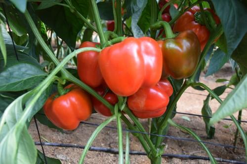 Vilmorin presenta su gama de variedades de pimiento en unas jornadas de puertas abiertas en El Ejido