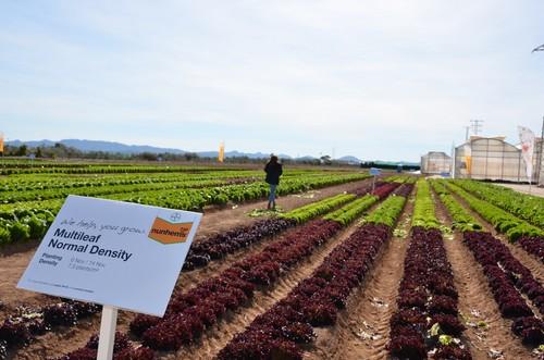 Nunhems® Lettuce Demo reúne en Cartagena a especialistas durante cinco días