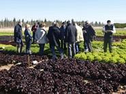 III Jornadas Internacionales de cultivos de invierno al aire libre de Rijk Zwaan