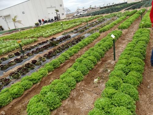Bejo muestra en Murcia su nuevo material en lechuga