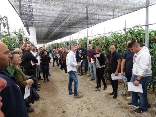 Seminis muestra su pimiento California SV1204PB