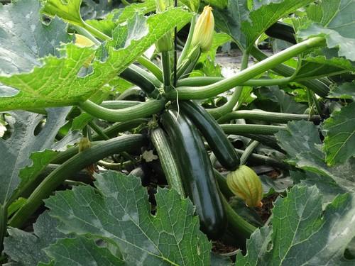 Mítica, el nuevo calabacín de HM Clause, se presenta a los agricultores en una jornada de campo