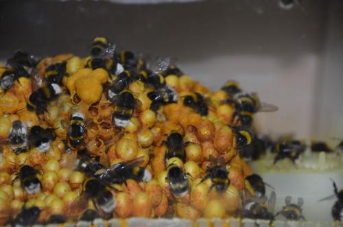 Agrobío avanza en investigación de producción de insectos para biopolinización y control de plagas