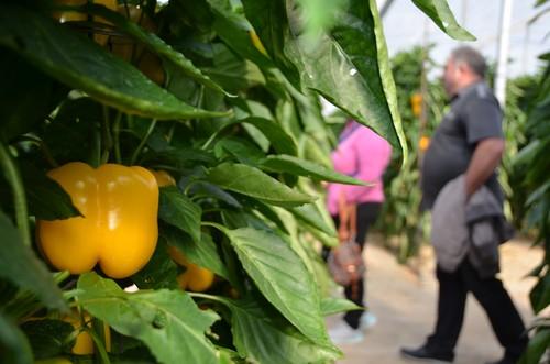 Los pimientos California de HM.CLAUSE vuelven a congregar a cientos de agricultores del Poniente