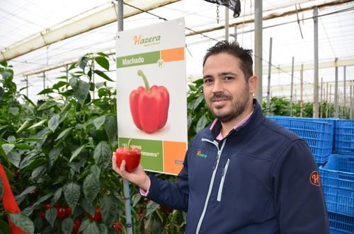 Hazera presenta su variedad de California rojo Machado en unas jornadas
