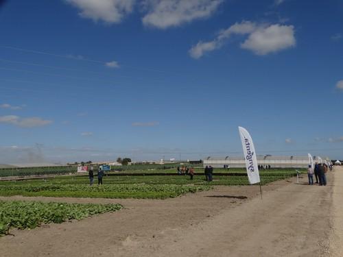 Syngenta presenta sus novedades en lechuga en sus 'Open Days Salads'