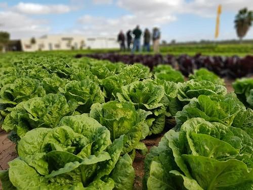 Nunhems® muestra en cinco días su nueva gama de lechugas y espinacas