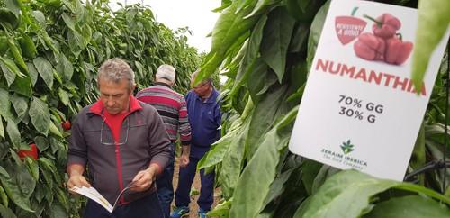 Los agricultores responden a la llamada de Zeraim para conocer sus pimientos con resistencia a oídio