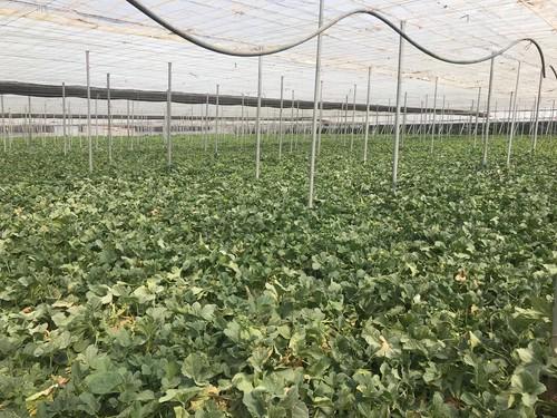 Akira Seeds presenta su melón piel de sapo Akimel