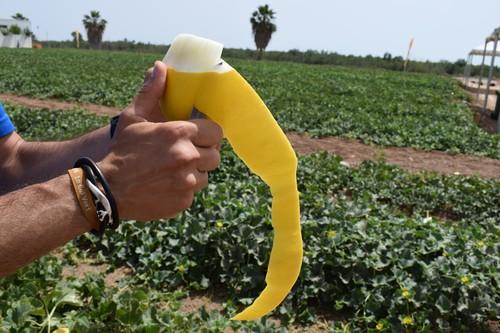 Nunhems presenta sus nuevas variedades de melón y sandía mediante unas jornadas en Cartagena
