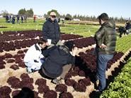 Jornadas Internacionales de Cultivos  de Invierno al Aire Libre de Rijk Zwaan