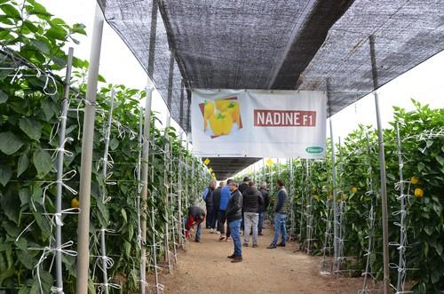 Vilmorin muestra sus California amarillo Eglantine F1 y Nadine F1 en unas jornadas de campo