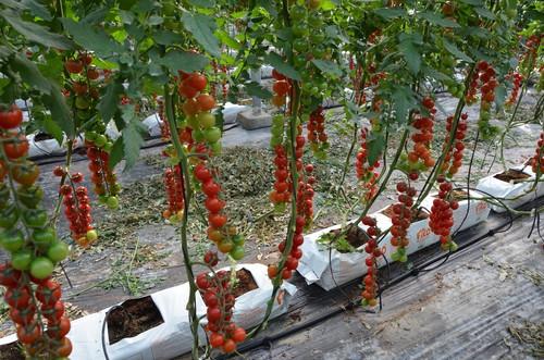 Yuksel Semillas cuenta con una gama de tomates de una dureza excepcional y un gran sabor