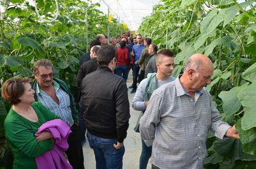 Syngenta rejuvenece su catálogo de pepino con variedades para cubrir todo el ciclo