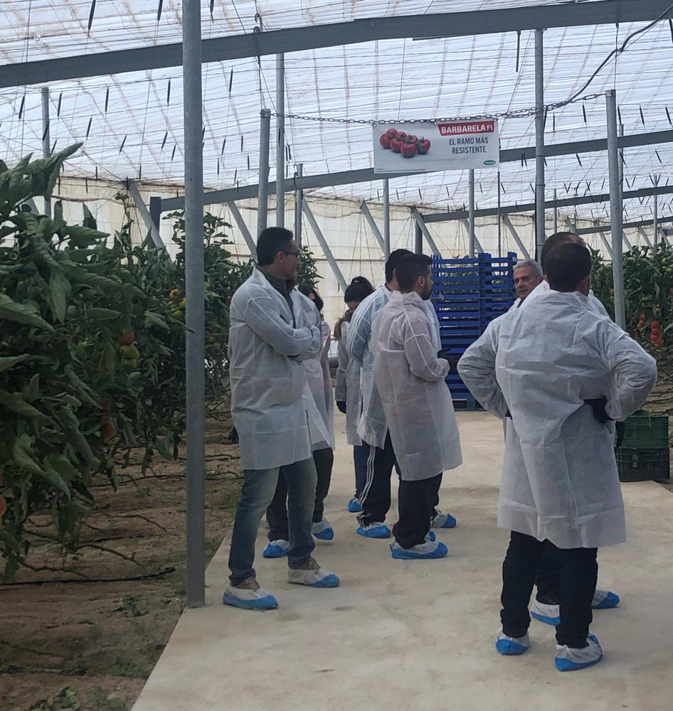 Vilmorin realiza unas jornadas en Níjar para mostrar el buen comportamiento de su tomate Barbarela