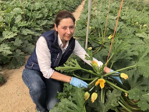 HM. CLAUSE luce su calabacín Mítica F1 entre los agricultores del Levante