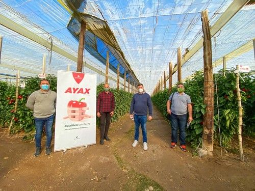 Zeraim presenta sus novedades en pimiento California, Ayax y Barrera