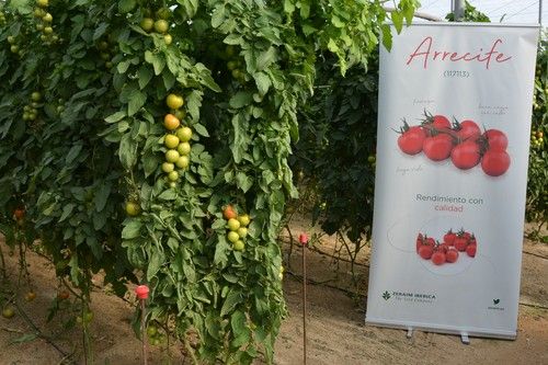 Zeraim muestra sus tomates Arrecife y Cobalto en unas jornadas en Níjar