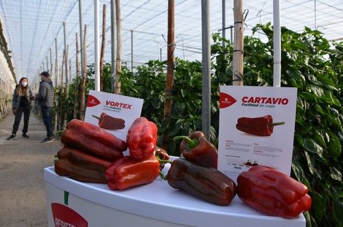 Así son Cartavio y Vortex, los primeros pimientos lamuyo de Zeraim