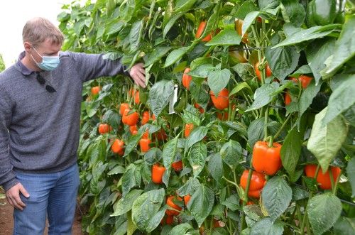 Ramiro Arnedo celebra sus jornadas de pimiento California en fincas de Francisco Callejón