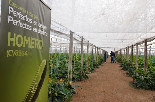 Syngenta promociona en el Levante a Homero, su nuevo calabacín con vigor y gran postcosecha